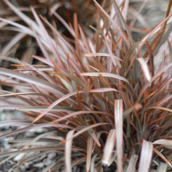 SWEET MIST® Phormium is an-ultra