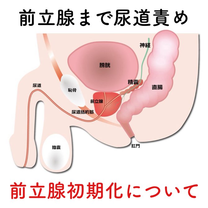 前立腺がん｜診療内容｜泌尿器科｜独立行政法人国立病院機構 京都医療センター