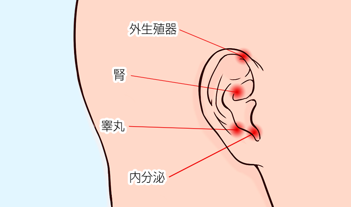 だるい、疲れている…なら押してみて！元気になる[基本ツボ]はおへその下にあります【鍼灸師監修・推しツボ】 | 