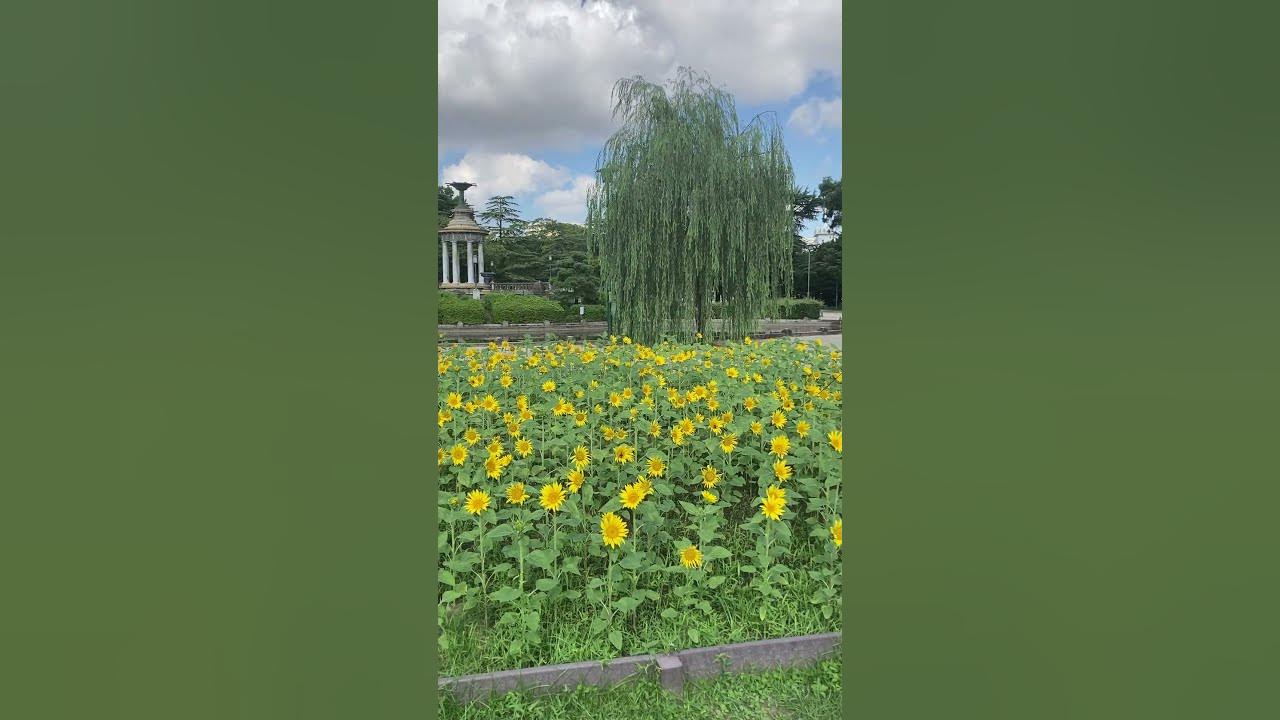 東向きに咲くように植えられたヒマワリ(鶴舞公園:名古屋) | ひらひら日本2022