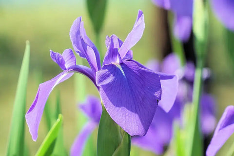 ちょっと不穏な黄色いアヤメの花言葉「復讐」「消息」 紫色、白色のアヤメは？【アヤメの花言葉】 | michill byGMO（ミチル）