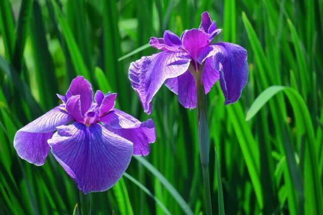 あやめの花言葉は怖い？色別（紫・白・黄色）種類別の意味についても解説！ | michill byGMO（ミチル）