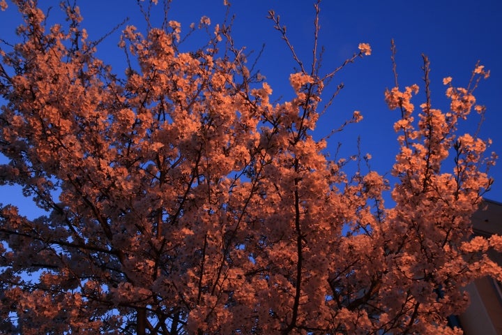 関西】2021年桜まつり＆花見イベント13選！おすすめの桜名所、見頃情報も ｜じゃらんニュース