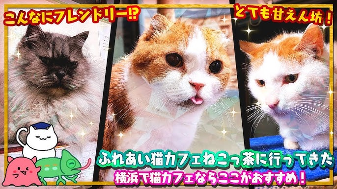 年末年始も猫づくし！「ねこ休み展」in横浜みなとみらいにフェリシモ猫部が出展！│フェリシモ猫部