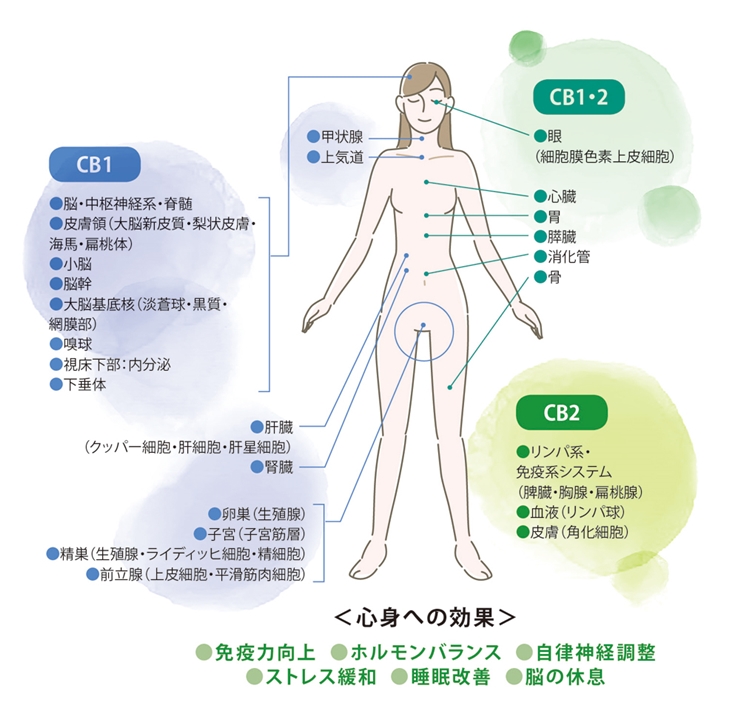 CBDオイルはマッサージオイルとしてもおすすめ｜Bicle-ビクル【公式】