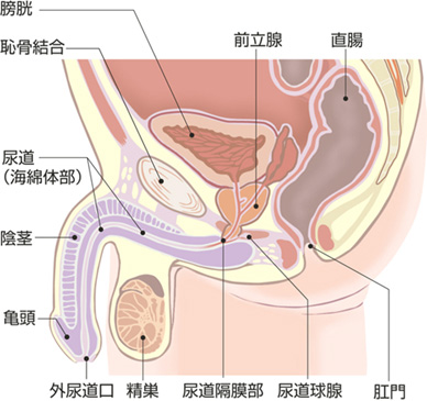 生理前＆生理中は安全日？ 避妊なし・中出しでも妊娠しないのか医師が解説（1ページ目）｜「マイナビウーマン」