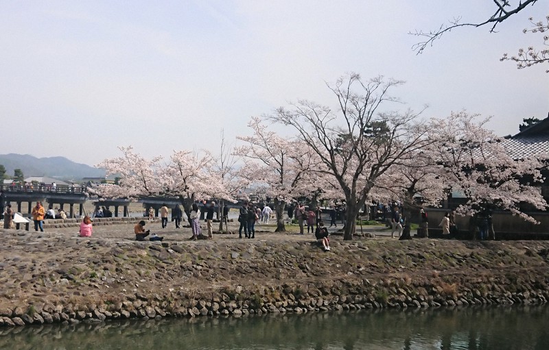 2021】大阪で桜が楽しめるスポット18選！お花見に出かけよう♪ ｜じゃらんニュース