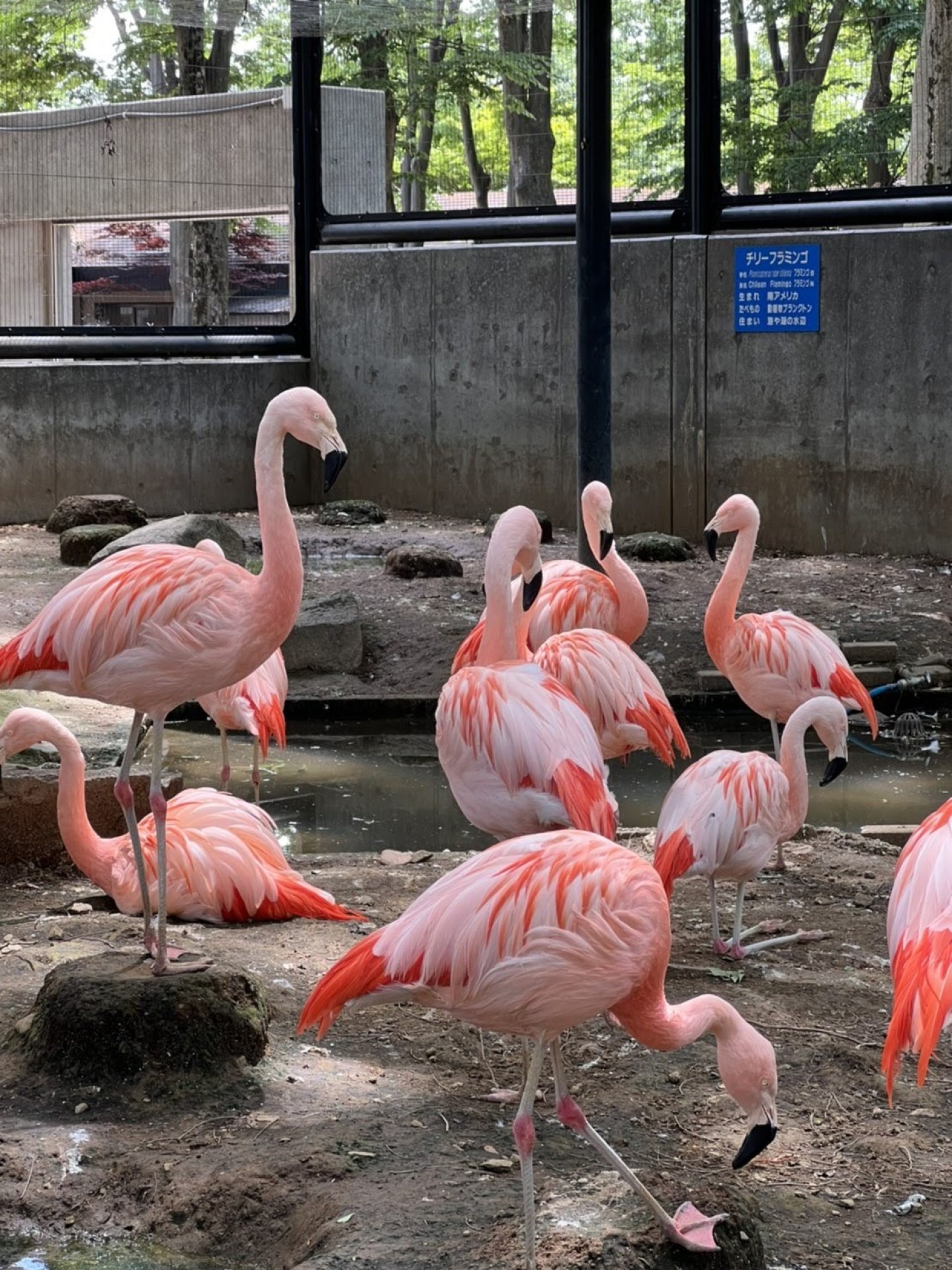 ショウジョウトキ : カワスイ