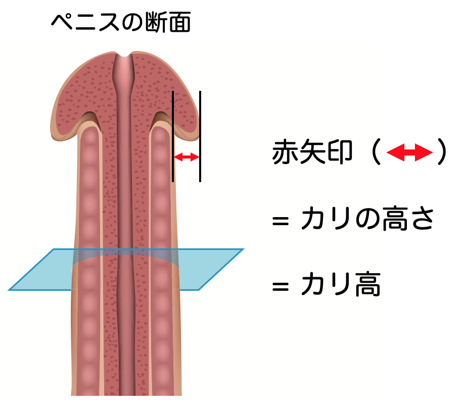 性器にできもの・イボ・しこり | 泌尿器科｜GOETHE メンズクリニック東京駅