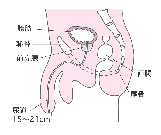 前立腺 - ナムウィキ