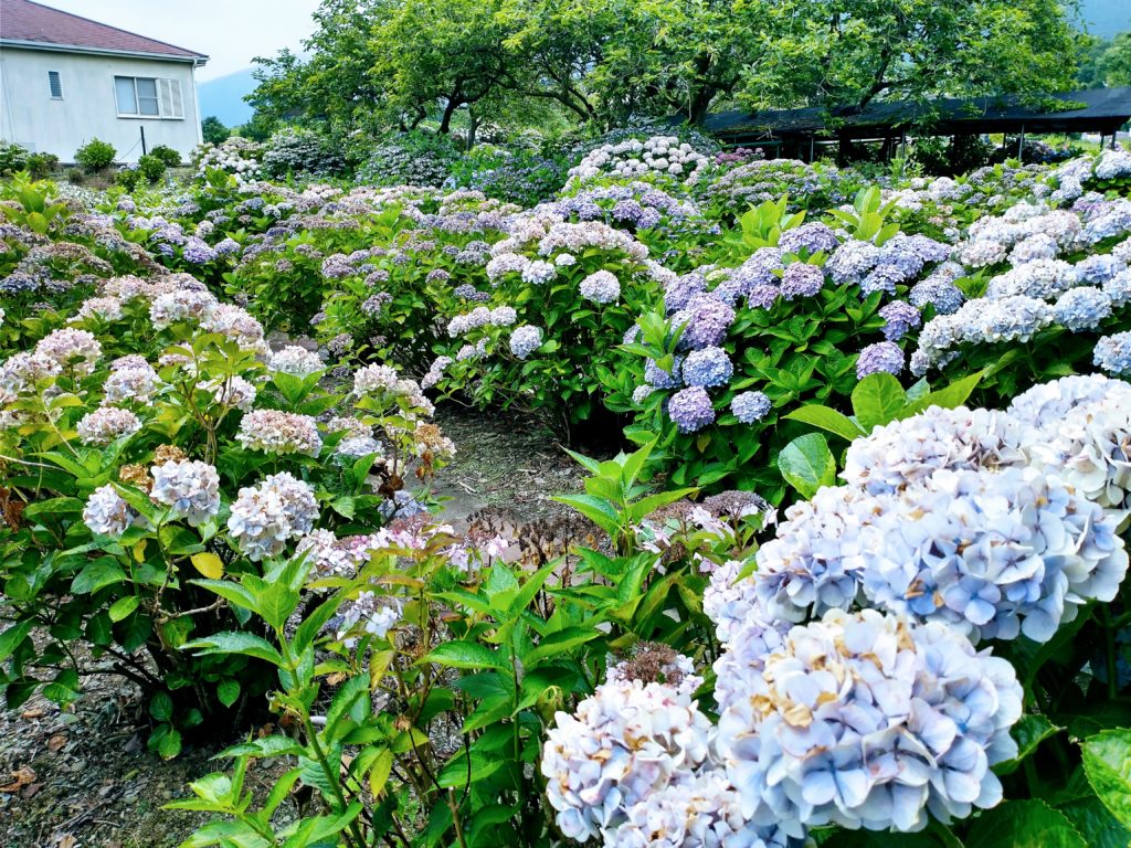 雨音、静寂に染み入る 愛媛県四国中央市「下長瀬あじさい公園」 - 住みたい田舎のトラベラー