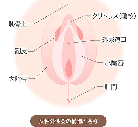 クリトリスの剥き方を詳しく紹介！正しい手順や注意点を解説｜風じゃマガジン