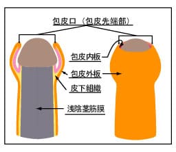 皮伸ばし (かわのばし)とは【ピクシブ百科事典】