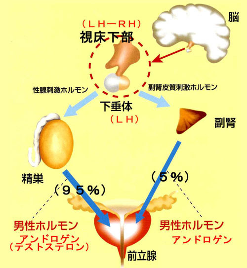 男の尿トラブルの主犯は前立腺肥大、ちょい漏れは会陰部指圧で解決！：尿のトラブル 自力で解決！：日経Gooday（グッデイ）