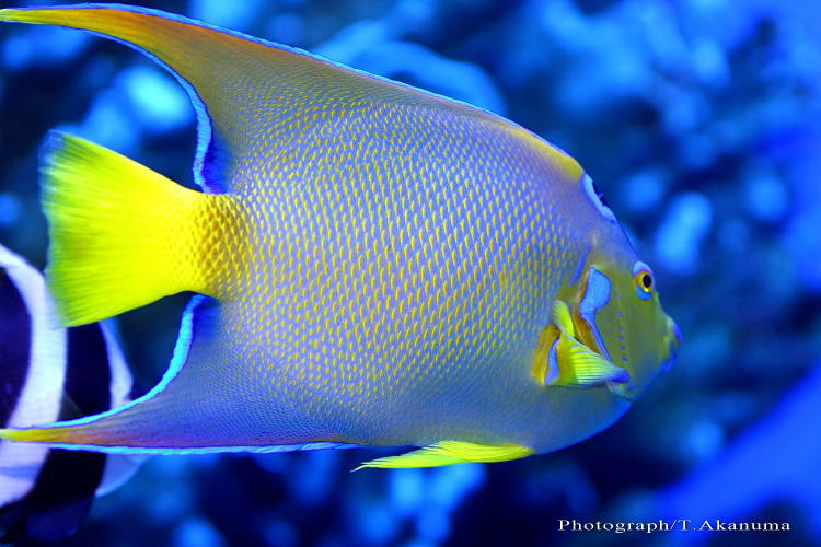 海の写真のボルボックス・写真カタログ / 海中景観・魚・各種生物 / きれいな魚・景観