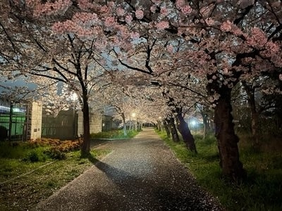 夜桜と昼の桜 - （株）ベストライフスタイル