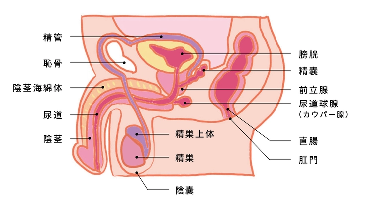 PRO STIM 前立腺マッサージ