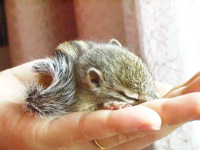 信州・野生の横顔：シマリス 外来種のペット野生化 ／長野