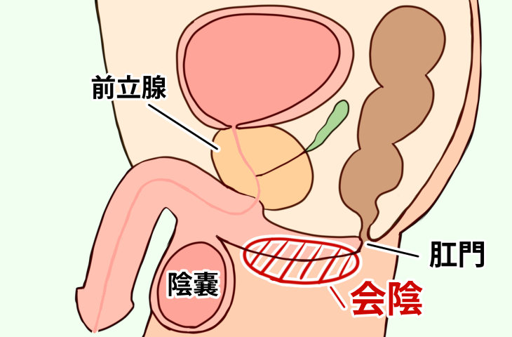 会陰オナニーとは？やり方や開発方法、射精への仕組みや道具について解説｜風じゃマガジン