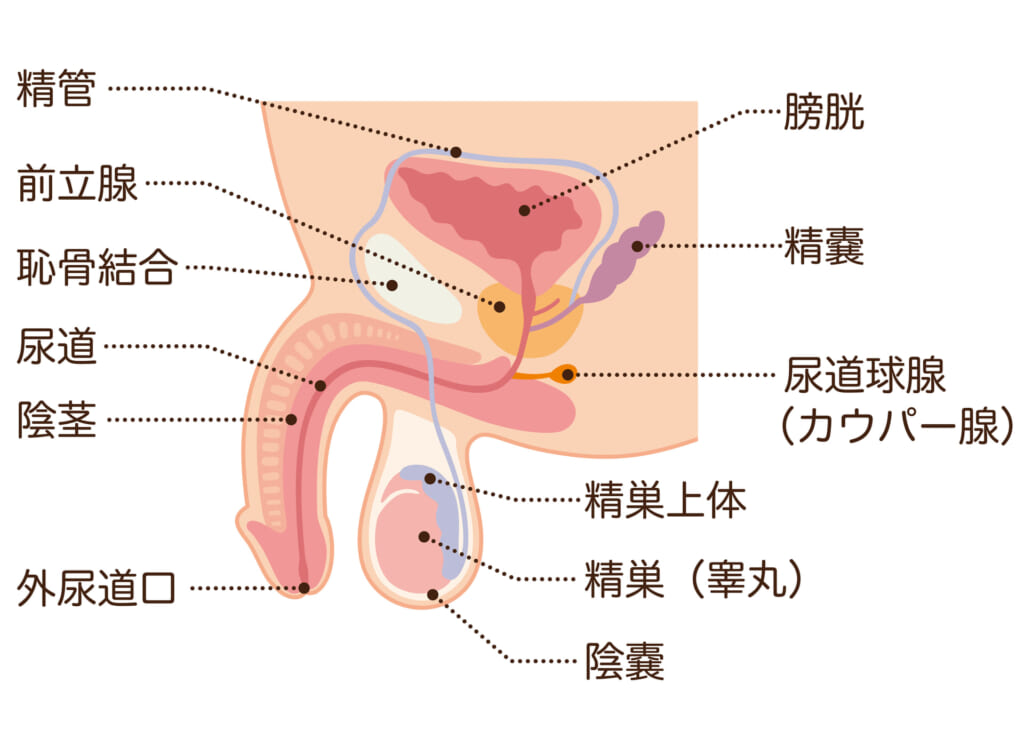 会陰オナニーの理論と方法 | 男性生殖器マニア