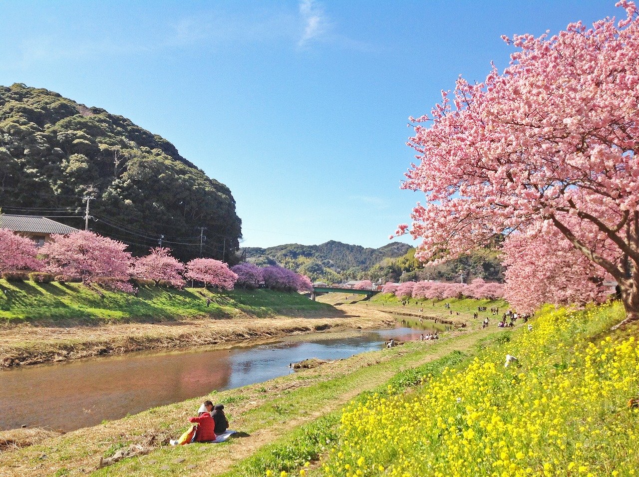 南伊豆・みなみの桜～石部の棚田～修善寺