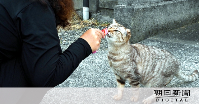 京都・祇園】猫弁天！ピンクなお店へ行ってきた。京都はここだけ？夜遊びレポ、にゃんにゃんにゃん - YouTube