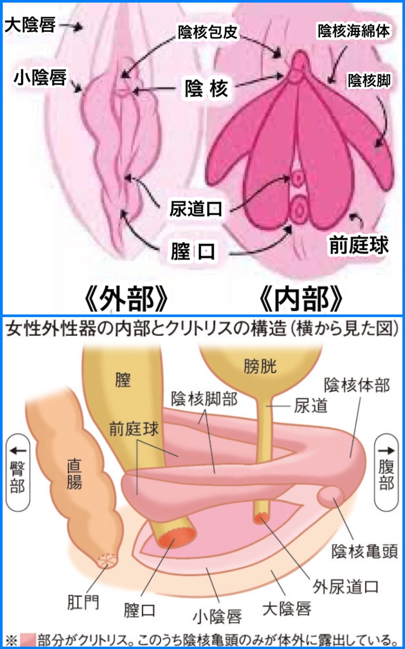 ヤリチンが解説】クリトリスを舐めるとこ間違ってない？正しいクリトリスの舐め方講座！ | Trip-Partner[トリップパートナー]