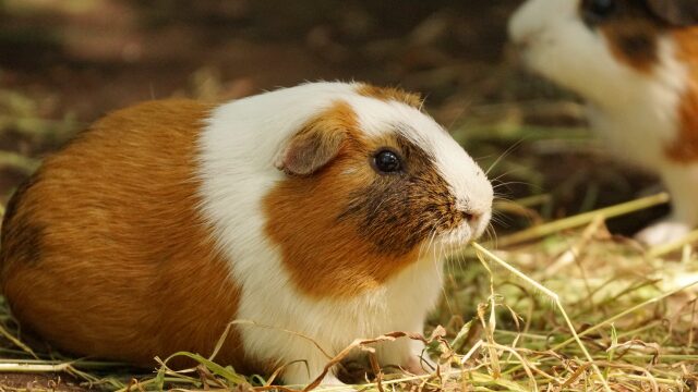 みわエキゾチック動物病院 | ACプラン | 動物病院専門の建築家集団