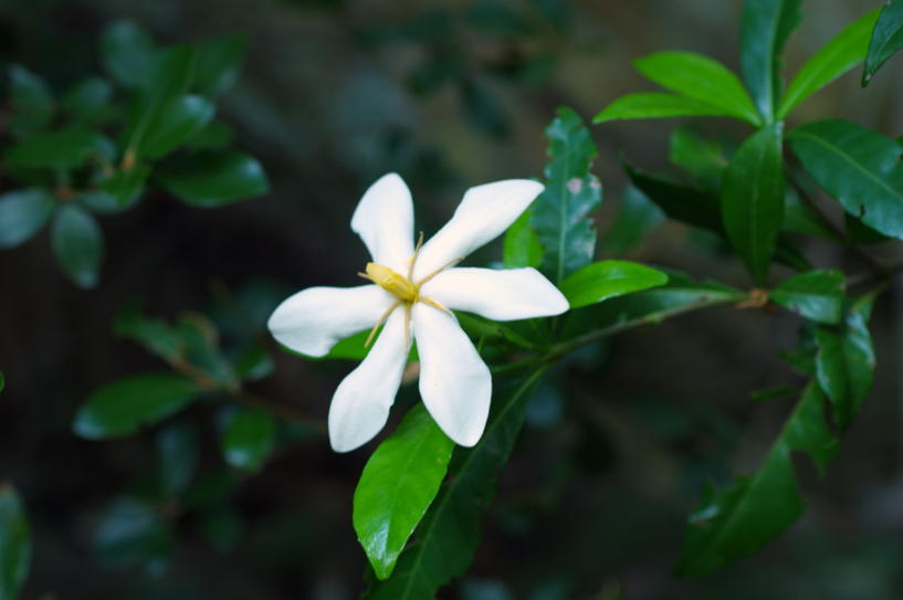 法国柏世曼茉莉香水JASMIN茉莉花味的香水男女士中性小众香水试香-Taobao