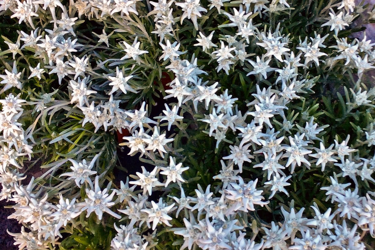 3月25日 こんにちは、ポン太です🌏 今日の誕生花の紹介です🌸