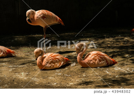 🦩Flamingos in japan zoo #flamingo