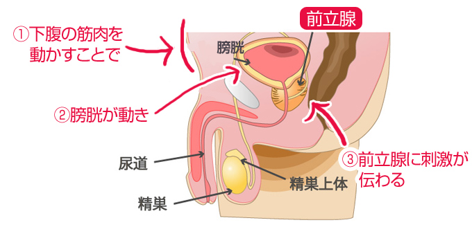 前立腺はどこにあるのか | アネロスジャパン |