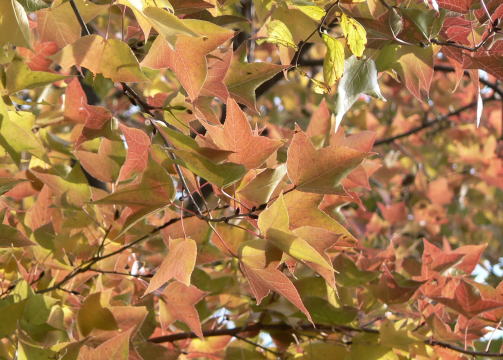 アメリカフウ(瀬板の森)