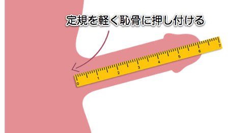 ペニスの大きさ平均は13cm！女性の理想サイズはさらにデカい！？｜薬の通販オンライン