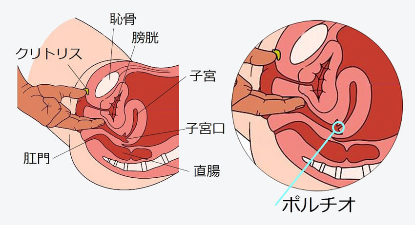 女性の性感帯 | 紳士淑女が集う裏の遊び場 / 高崎ダブルレッドカード