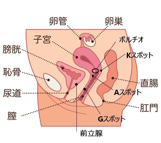 Aスポット開発刺激法 上級者編 | R30