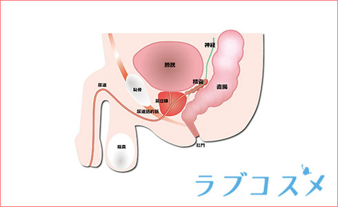 エネマグラってなに？どうやって使うの？ | はじめてのメンズエステ入門