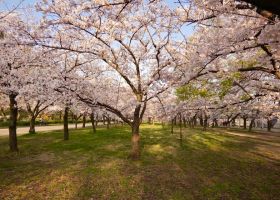 中国エリアの桜名所〜ドライブで楽しむ2021年の桜〜(季節・暮らしの話題 2021年03月20日) - 日本気象協会 tenki.jp