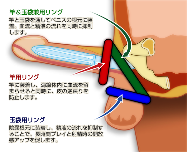 コックリングの効果と装着方法