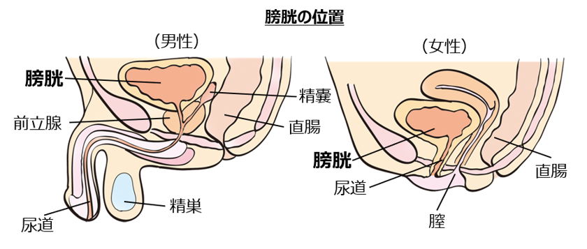 子宮・膀胱が下がる感覚がして違和感…疑うべき病気とは？ | 【公式】フェミクッション |