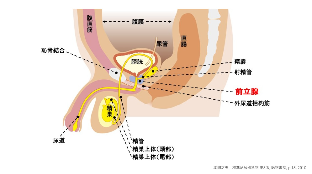 過活動膀胱 | 症状・部位から診療科を探す | 済生会横浜市南部病院