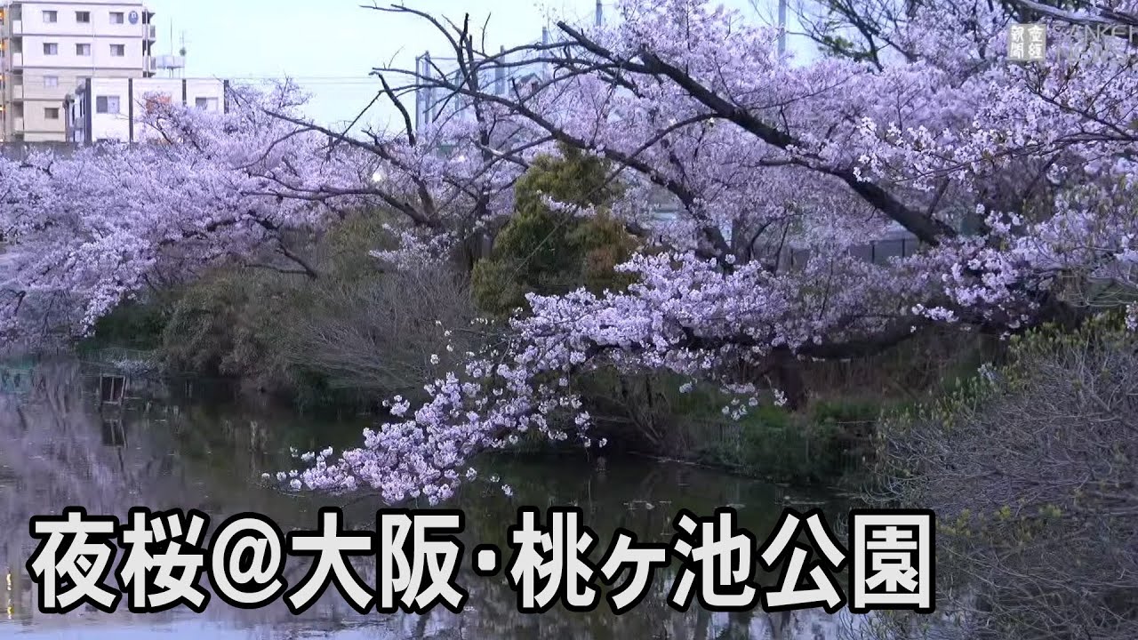 京都の桜 2024】3月29日開花！夜桜ライトアップや無料の名所、見頃情報も 【楽天トラベル】