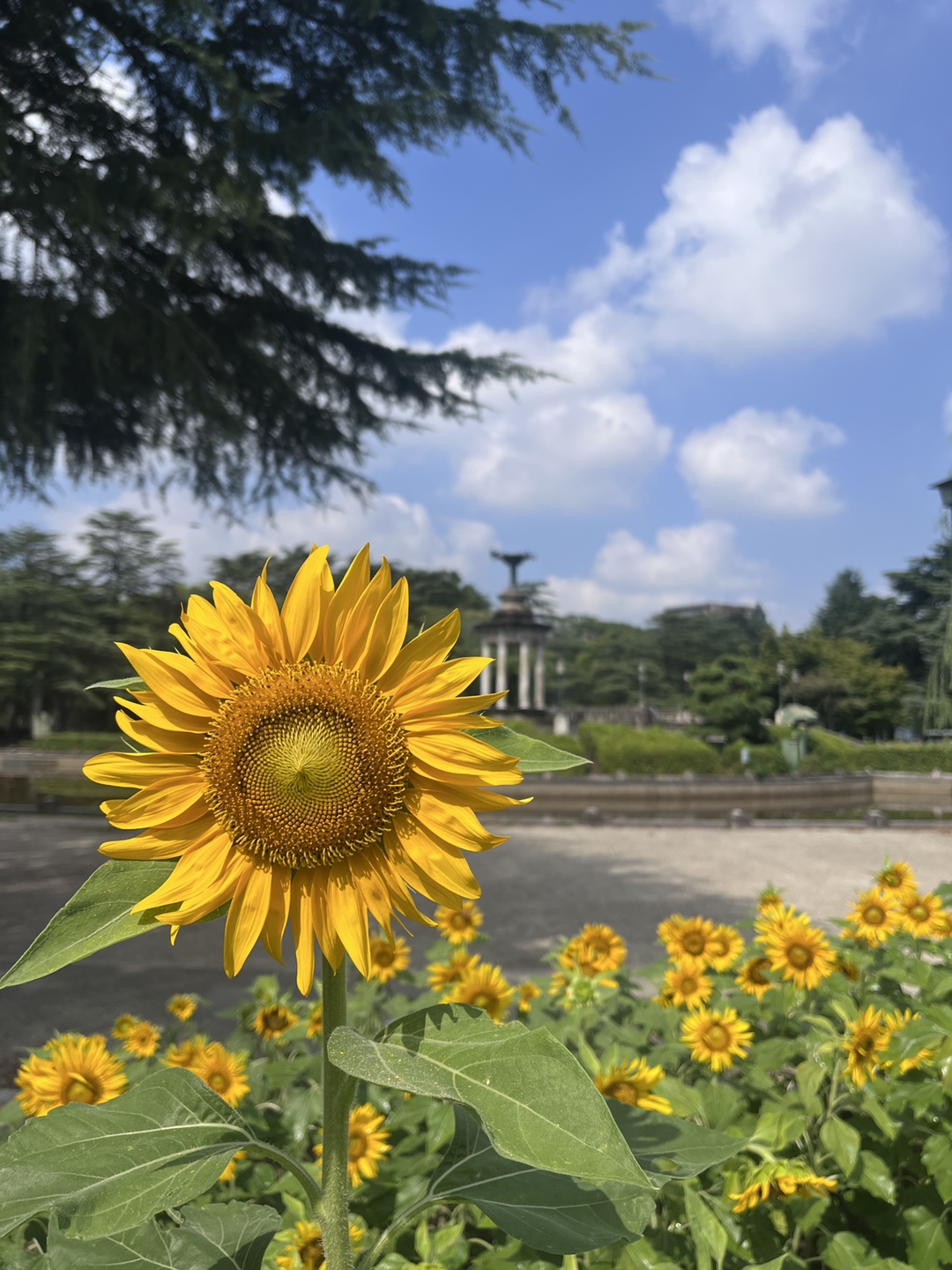 鶴舞公園のひまわり | 名古屋の青い空の下