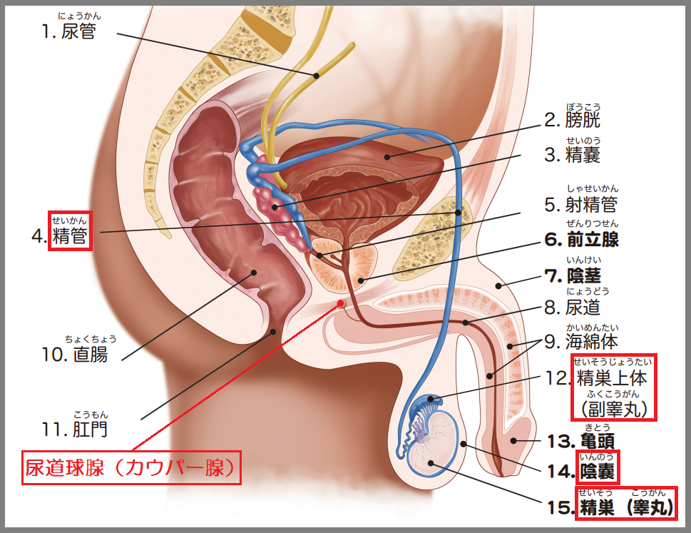 結月ゆかりのドライオーガズム講座【前立腺オナニー編】 - ニコニ・コモンズ