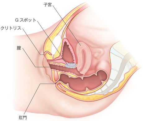 Amazon.co.jp: 性感開発 男の快楽研究所