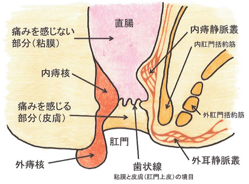 おむつかぶれに効く薬｜ステロイド無配合の塗り薬とその選び方を解説 | お薬専門通販のミナカラ｜オンライン薬局