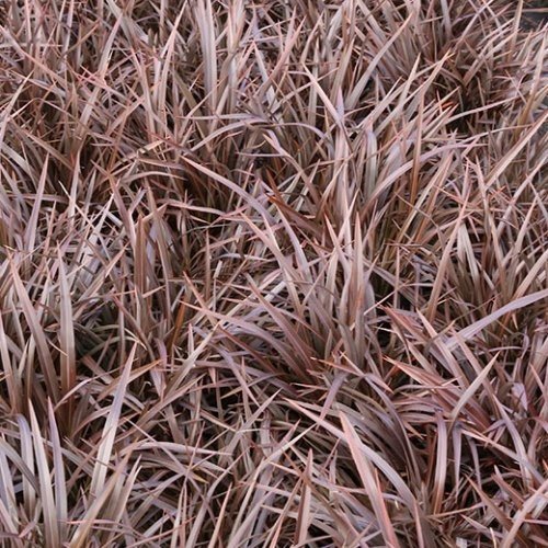 Phormium 'Sweet Mist'® —