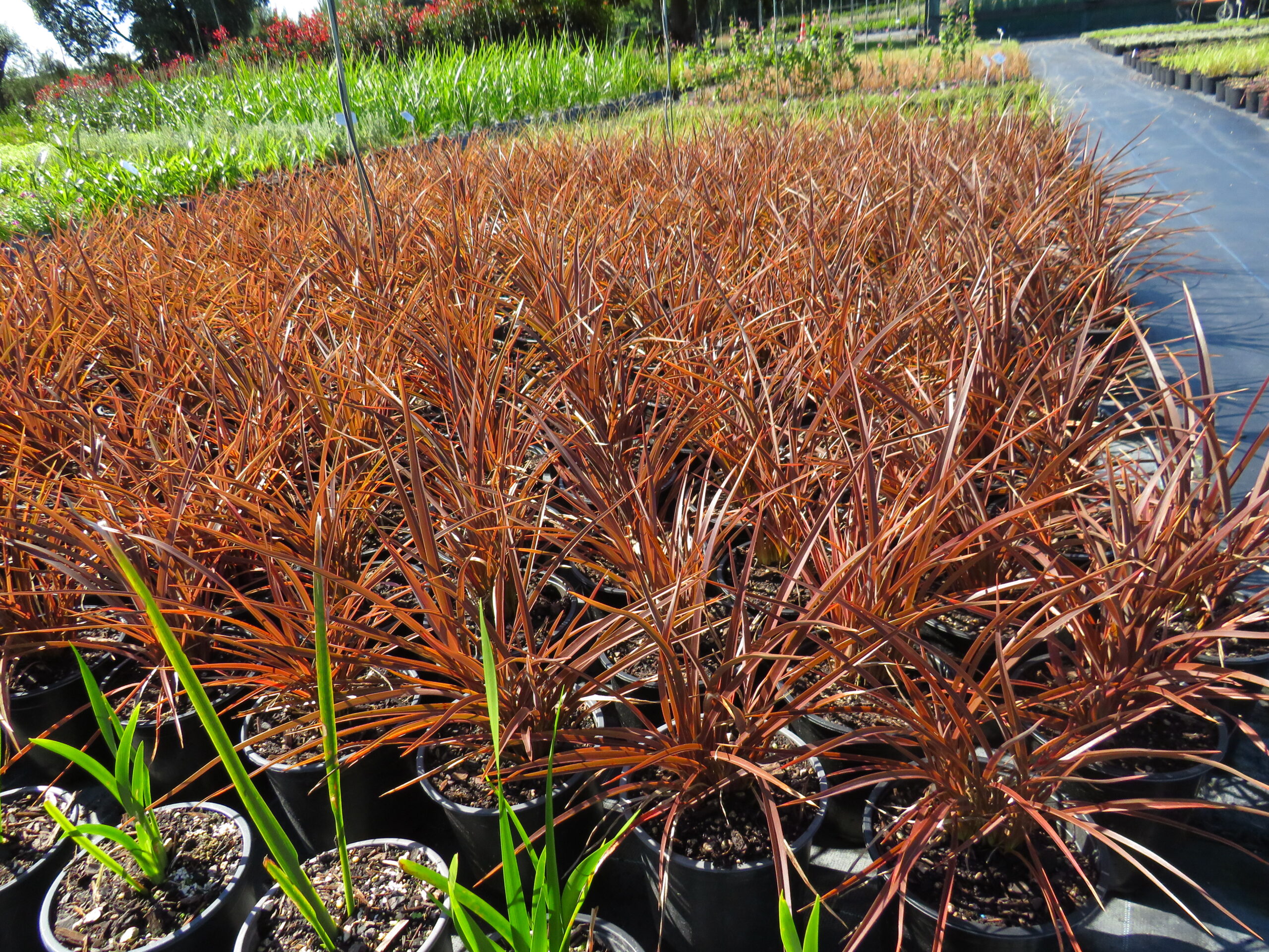 Phormium 'Sweet Mist'